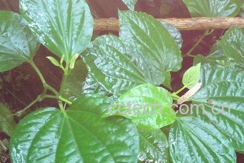 芦子的营养价值及功效-0