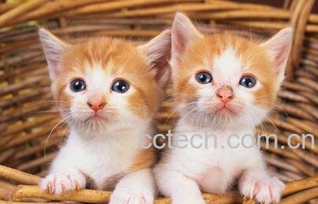 猫头的功效与作用-0