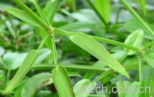 茜草加红花功效作用-0