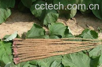 果蔬百科牛蒡-0