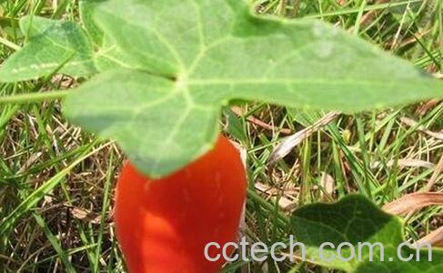 茅瓜的药用价值和功效作用-0