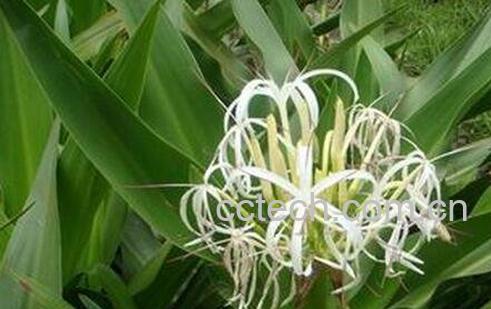 文殊兰的花和根怎样治病-0