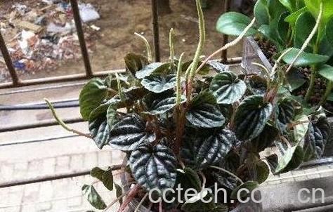 皱叶椒草的作用和药用价值-0