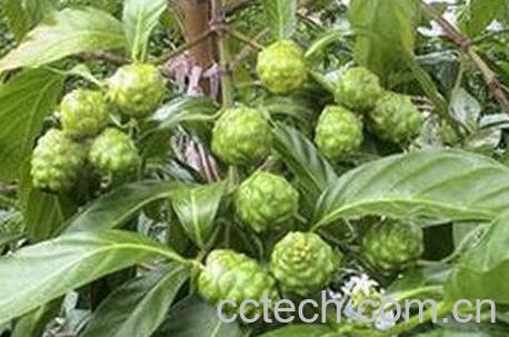  巴戟天的果子怎么吃 巴戟天果子的吃法技巧-0