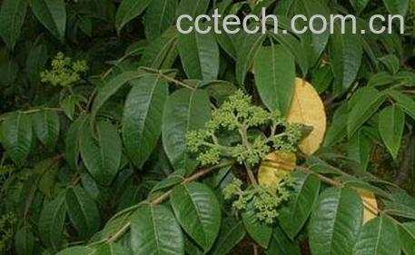 木满天星的功效与作用-0