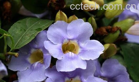 老鸦嘴的功效与作用-0