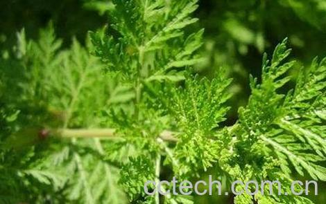 苦蒿的功效与作用-0