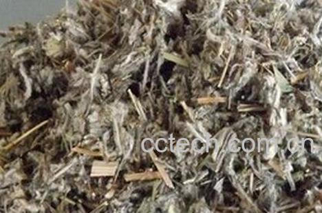 老头草功效作用禁忌-0