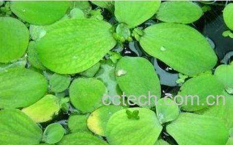 大i的功效与作用-0