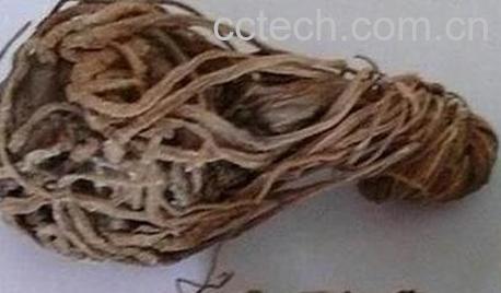 枯罗卜的功效-0