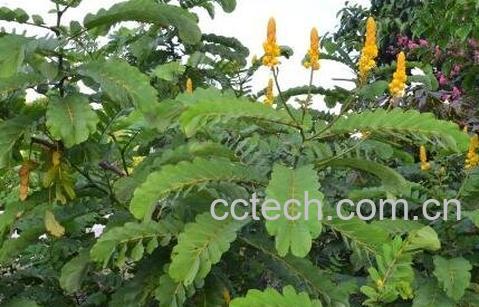 对叶豆的功效与作用及副作用-0