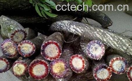 血风藤的功效与作用-0