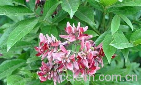 血根藤的功效与作用-0