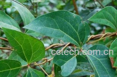 血藤的作用与功效 血藤的药用价值-0