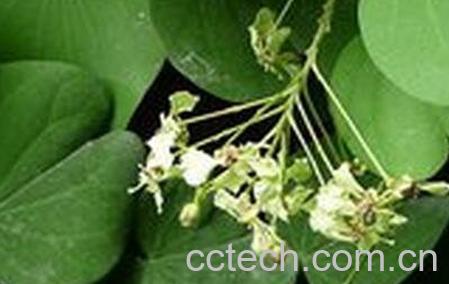 羊蹄藤的功效和作用-0