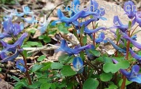 延胡索的功效与作用及禁忌-0