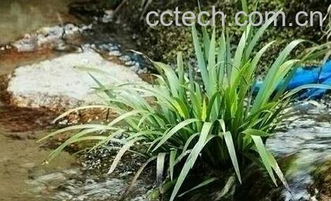 石菖蒲的功效与作用-0