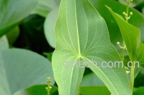 水芒叶的功效和作用-0