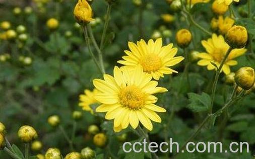 野菊花藤的功效与作用-0