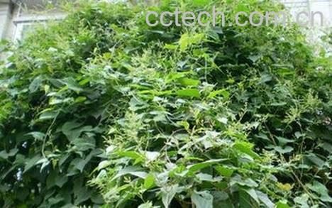 夜交藤的作用与功效-0