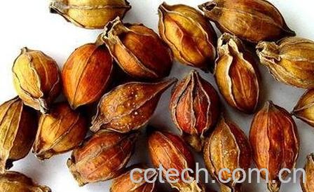 栀子怎样泡水喝好-0