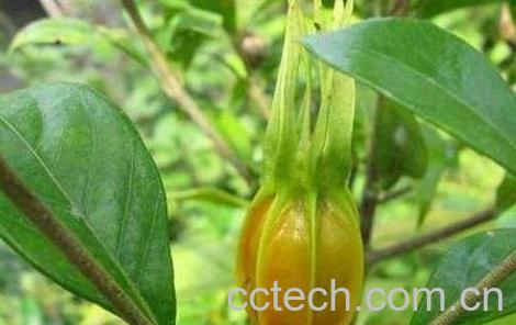 知子泡水的功效与作用-0