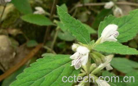 野芝麻叶的功效与作用-0