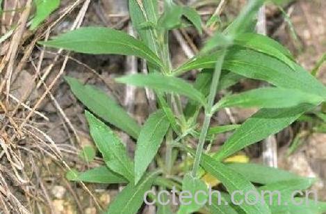 金石榴的功效与作用-0