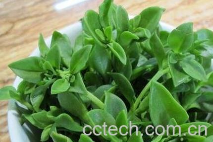 野田七叶的功效与作用-0