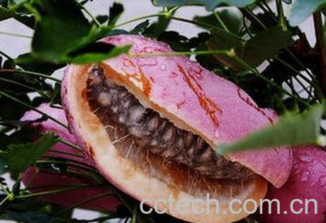 八月瓜壳的药用价值-0