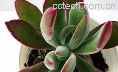 锦晃星的作用和药用价值-0