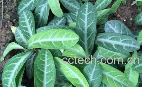 龙利叶的根功效与作用-0