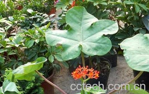 佛杜树的功效与作用 佛杜树的药用价值-0