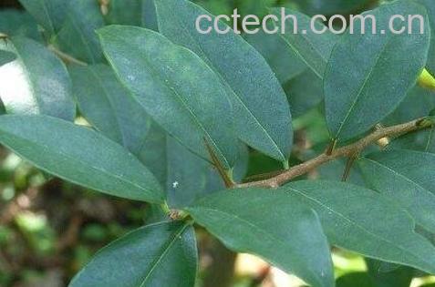 勒柞的功效与作用-0