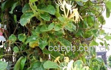 银花藤的功效与作用-0