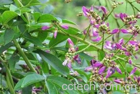 油麻藤的药用价值-0