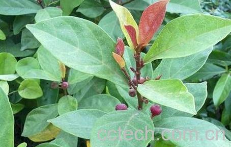 月风藤的功效与作用-0