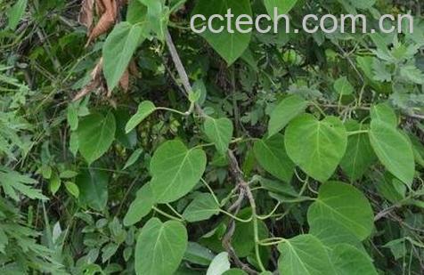 云南苦藤的功效与作用-0