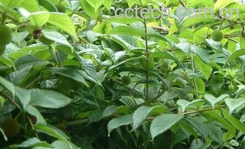 孕妇吃防风钩藤的作用及禁忌-0