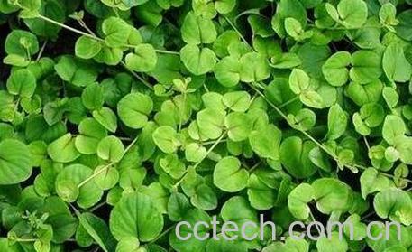 金钱草的功效与作用及食用方法-0