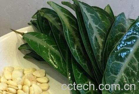 龙利叶的功效与作用及禁忌-0