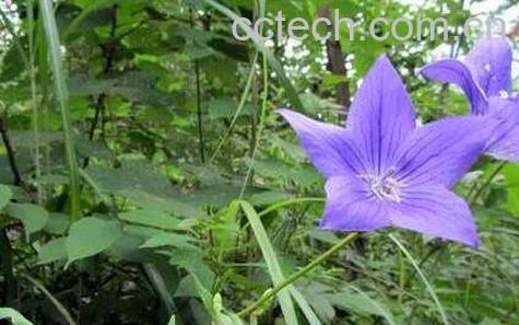 桔梗的功效与作用 桔梗的食用方法-0