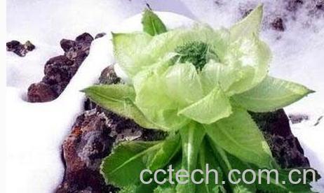 雪莲藤的功效与作用-0