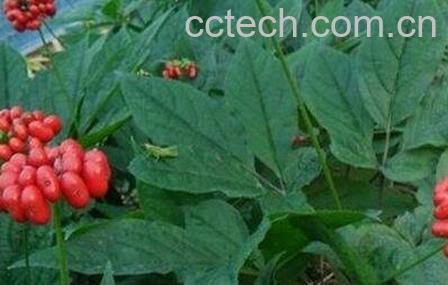 野山参叶的功效与作用-0