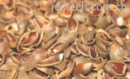 柏子仁壳的功效与作用-0