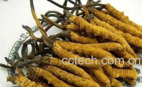 冬虫夏草怎么吃-0