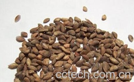 柏树籽壳的作用与功效-0