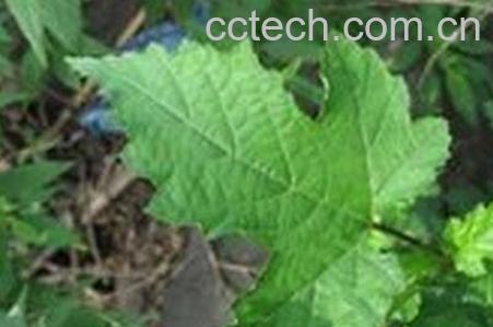 野山楂叶的功效与作用-0