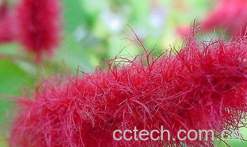 狗尾红的功效与作用-0