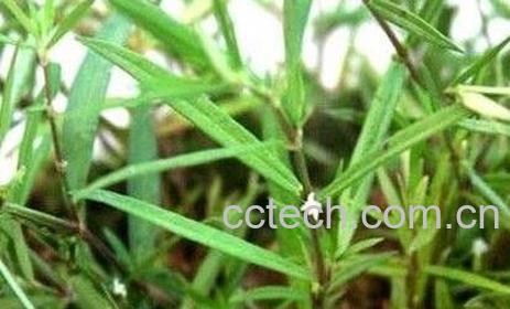 白花蛇舌草的功效与作用及食用方法-0